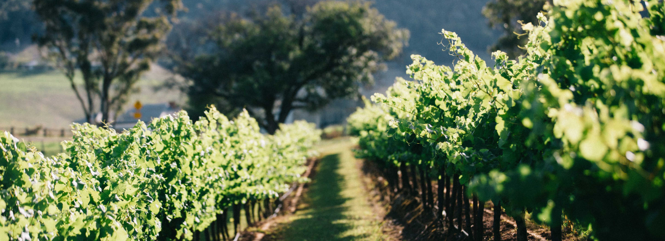 Gundog Estate vineyard